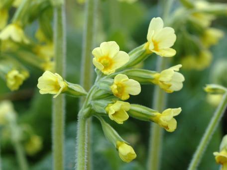 Slanke sleutelbloem