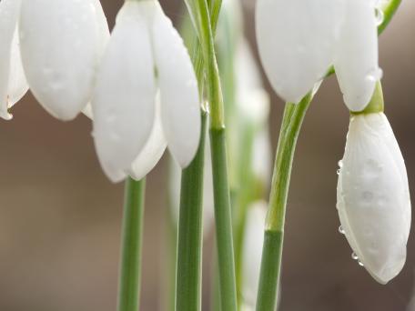 Sneeuwklokje