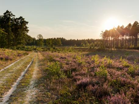 Averbode Bos en Heide