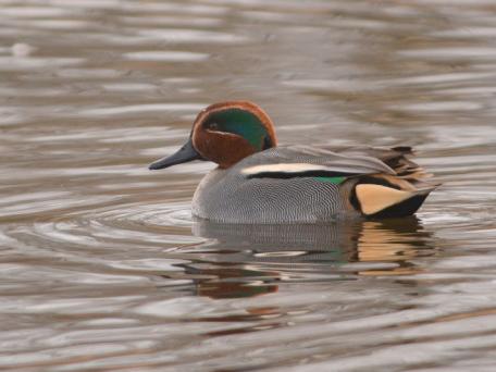 Wintertaling