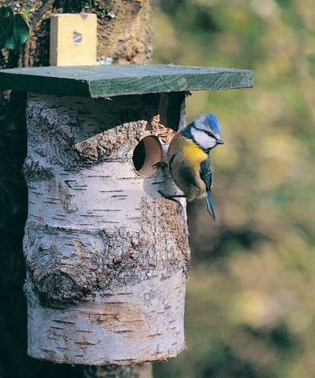 Nestkast - Meesjes - Natuurpunt Winkel