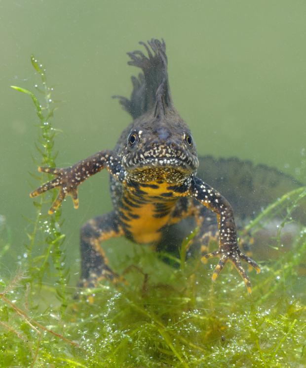 Amfibie - Kamsalamander - Hugo Willocx