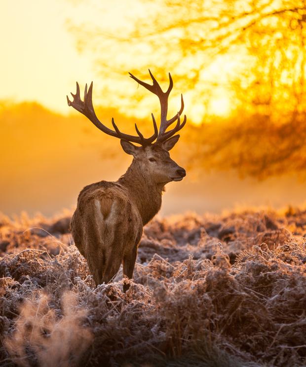 Edelhert - Heide- avond - Shutterstock