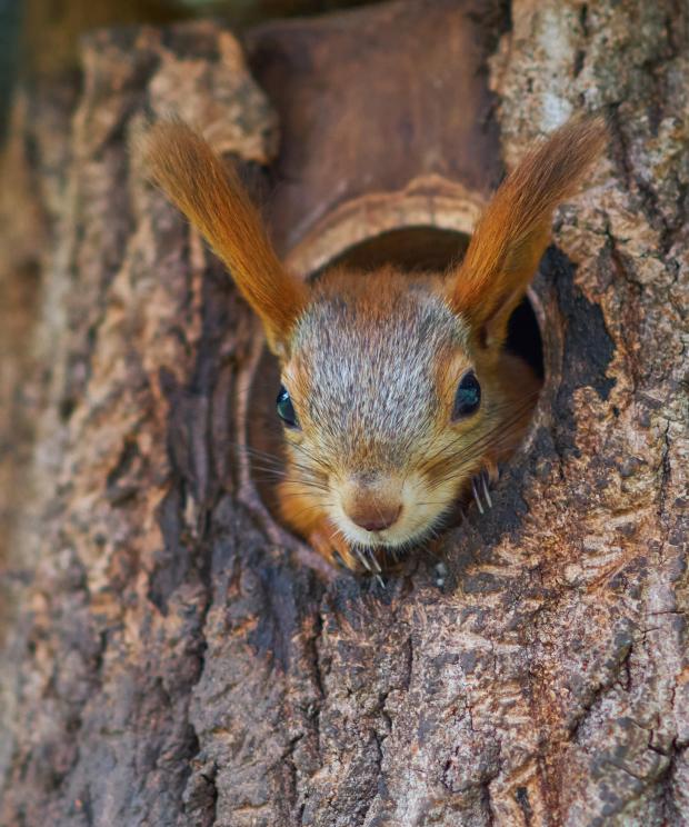 Eekhoorn in nest - Shutterstock