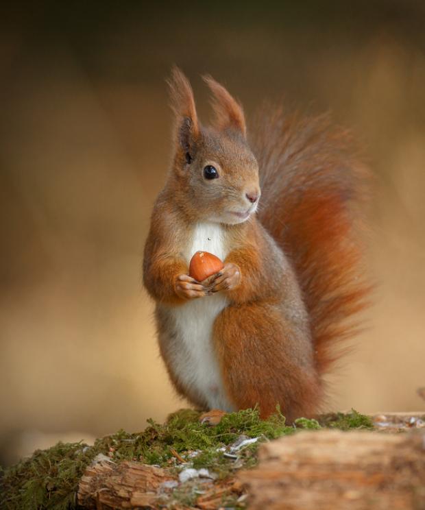 Eekhoorn met nootje - Shutterstock