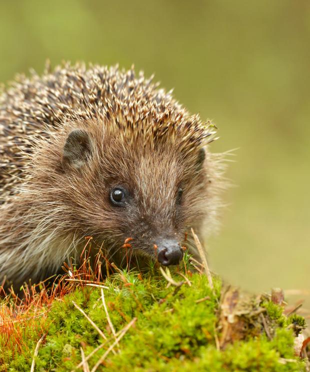 Egel in tuin - Shutterstock
