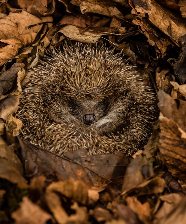 Egel in winterslaap - Tuin - Bladeren - Shutterstock