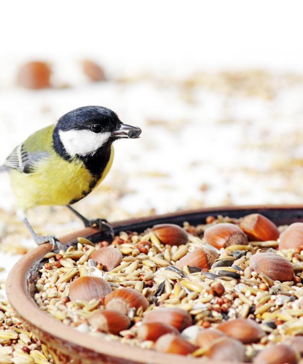 Koolmees op voederschaal - Shutterstock