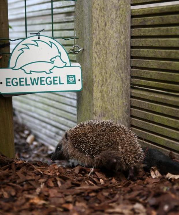 Tuin - Egel - Egelwegel - Diemer Vercayie