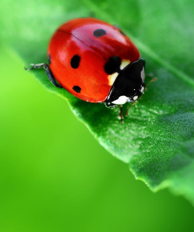 Tuin - Insecten - lieveheersbeestje - Shutterstock