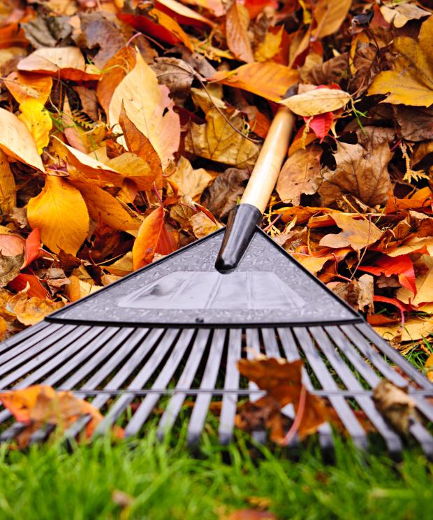 Tuin - Tuinieren - Bladeren - hark - Shutterstock