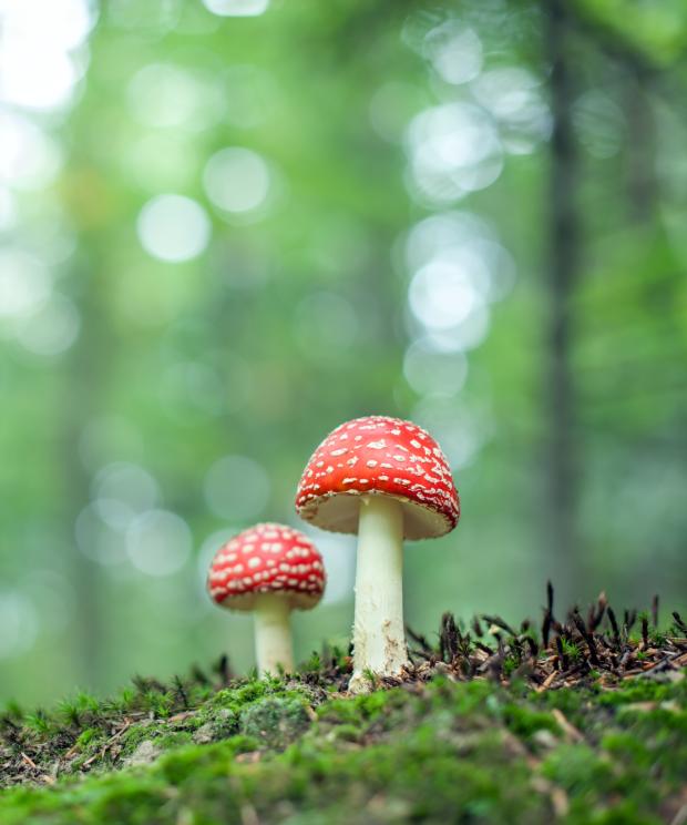 Vliegenzwam - Shutterstock