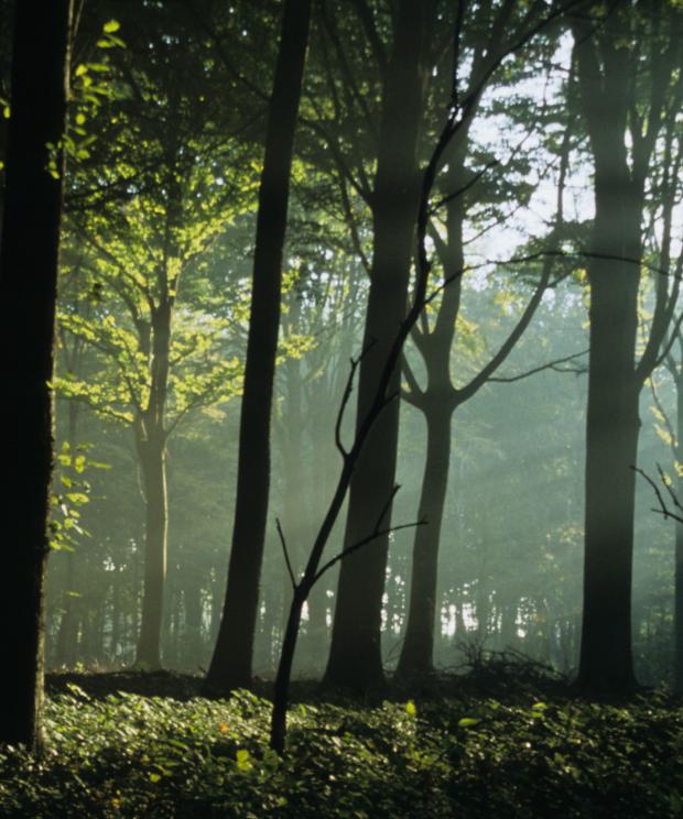 Heidebos - Staf De Roover