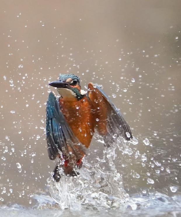 IJsvogel - komt uit water - Iggino Van Bael