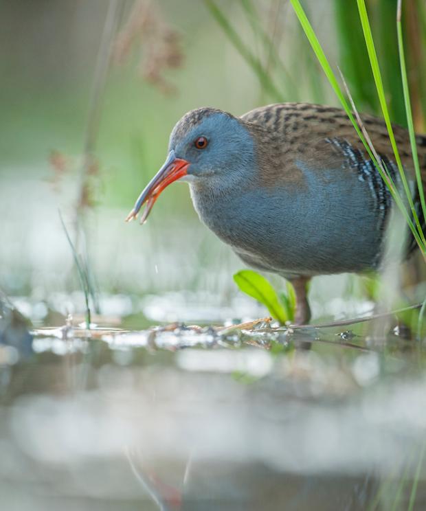 Mechels Broek - Waterral- Wim Dirckx