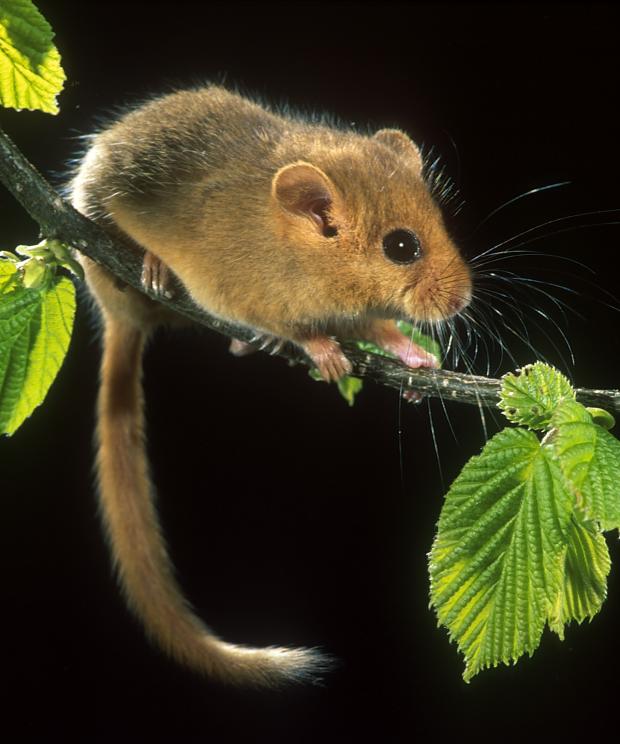 hazelmuis