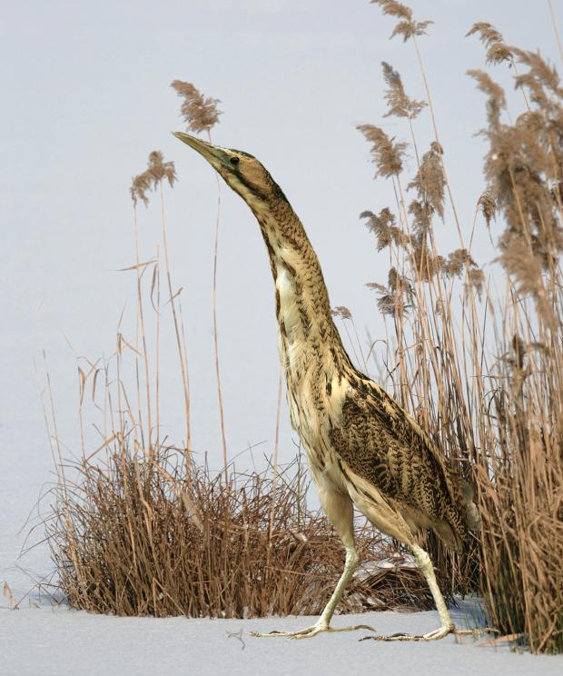 roerdomp in riet