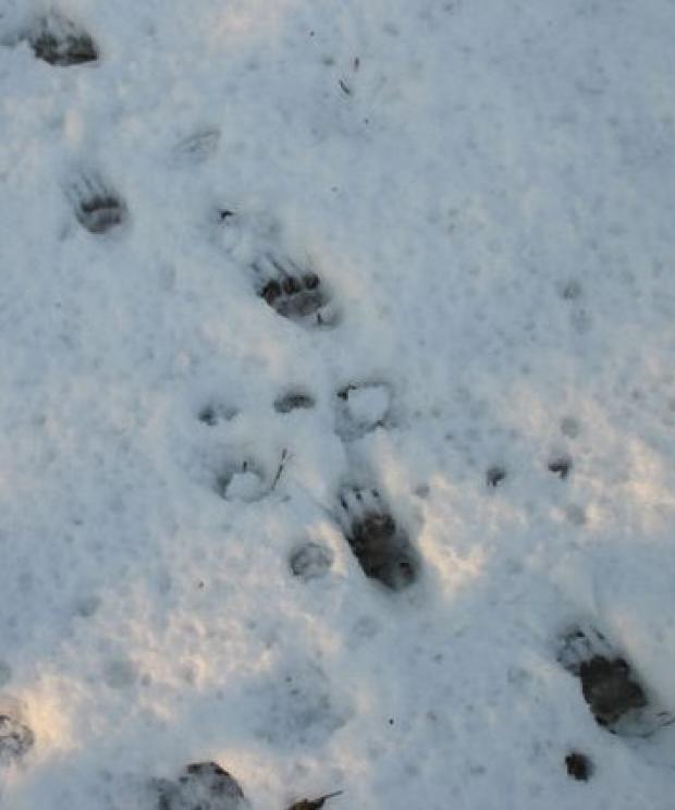 Spoor - das - Annemarie van Diepenbeek
