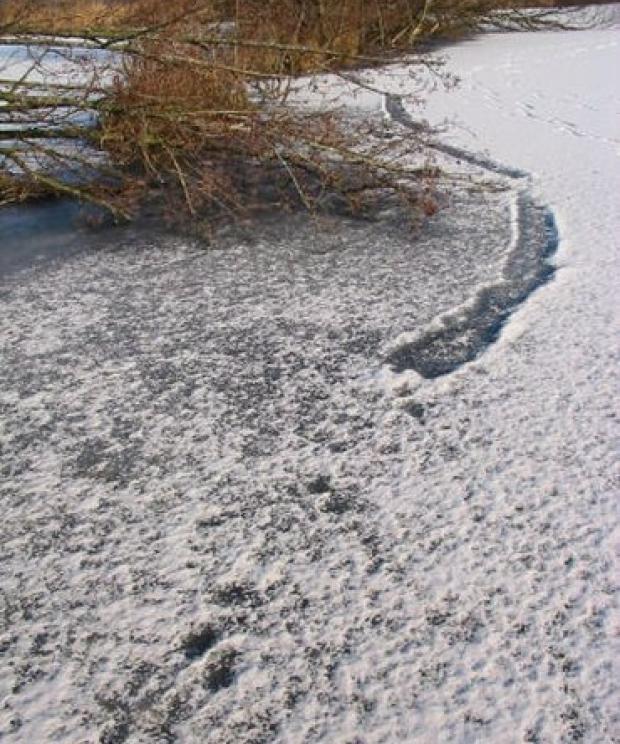 Spoor - otter - Hugh Jansman