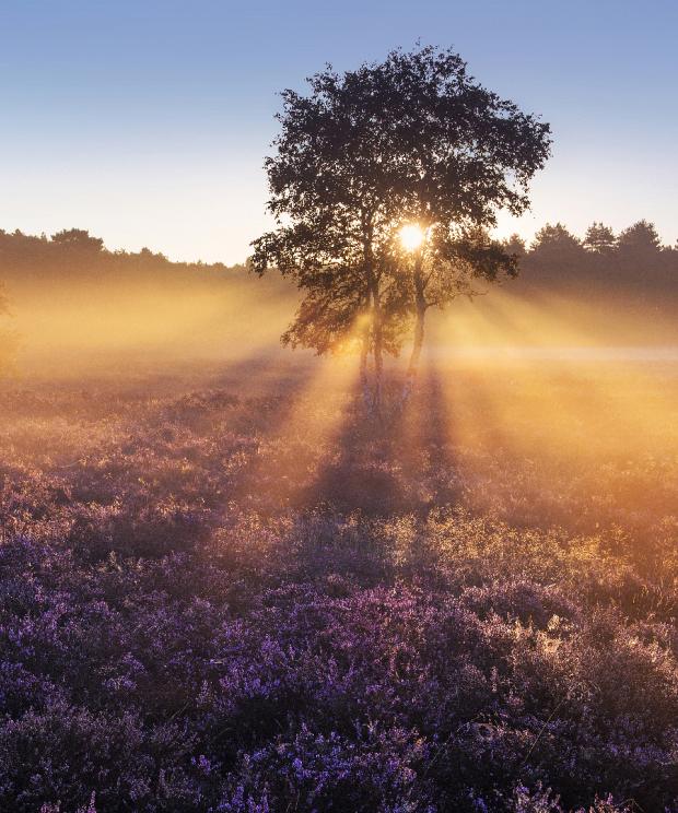 Zonsopgang op heide - Stefan Cruysbergh