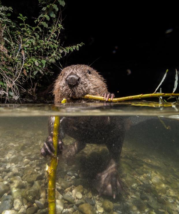 Bever in water - Shutterstock