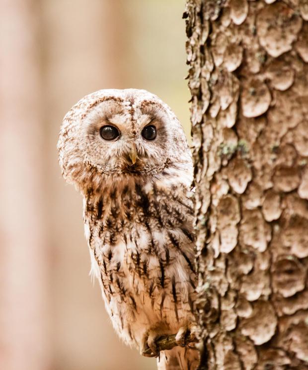Bosuil - juveniels - in boom - Shutterstock