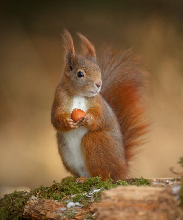Eekhoorn met nootje - Shutterstock