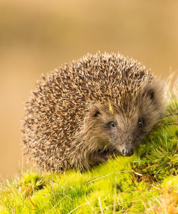 Egel - op mos - Shutterstock