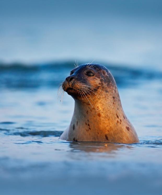Grijze Zeehond - Shutterstock
