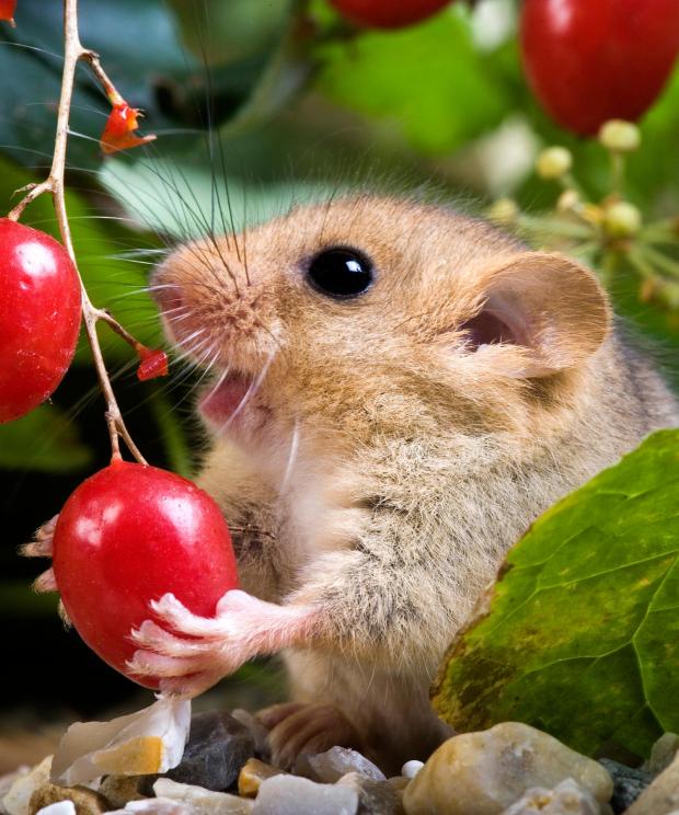 Hazelmuis - Shutterstock