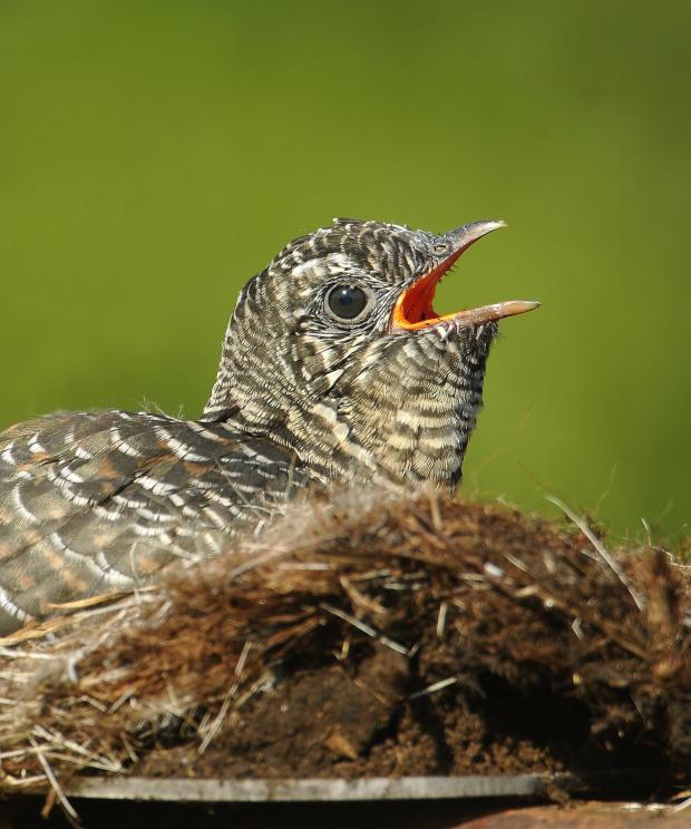 Koekoek in nest - Shutterstock