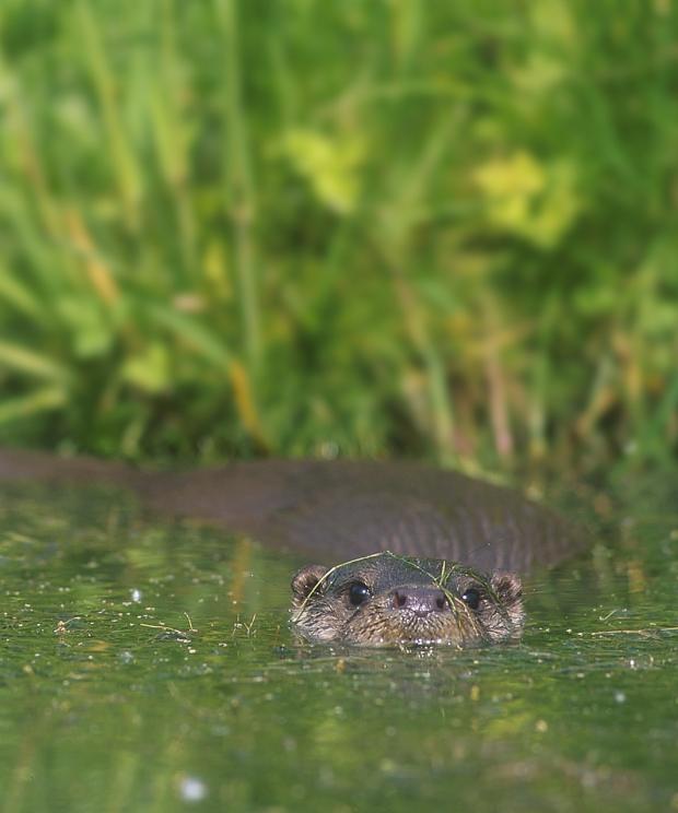 Otter - Hugo Willocx