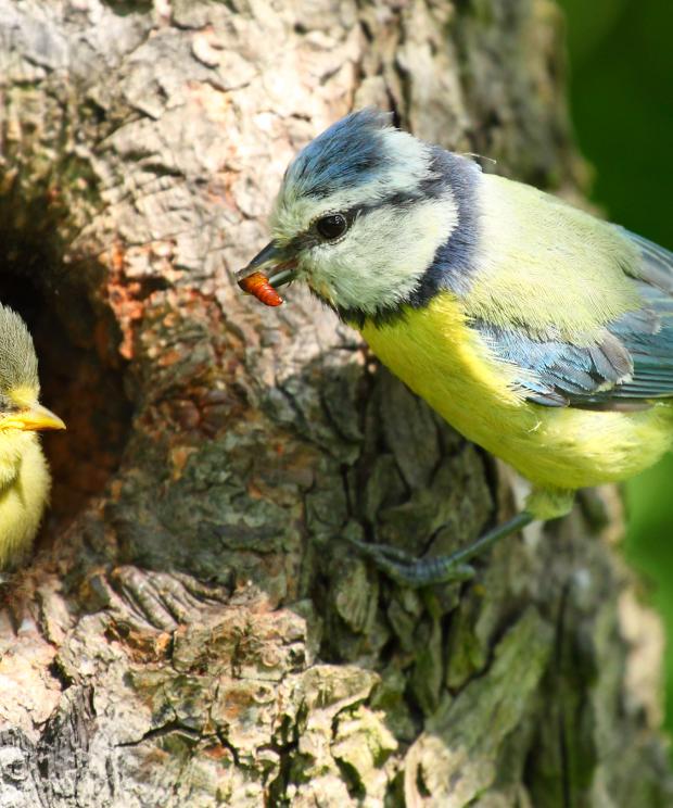 Pimpelmees voedert jong - Shutterstock