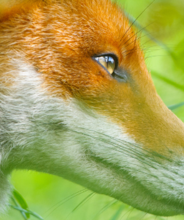 Portfolio Natuuracademie - Zoogdieren - Tom Linster