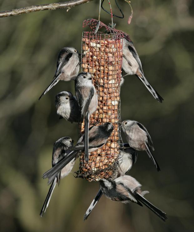 Staartmezen aan voedersilo - Shutterstock