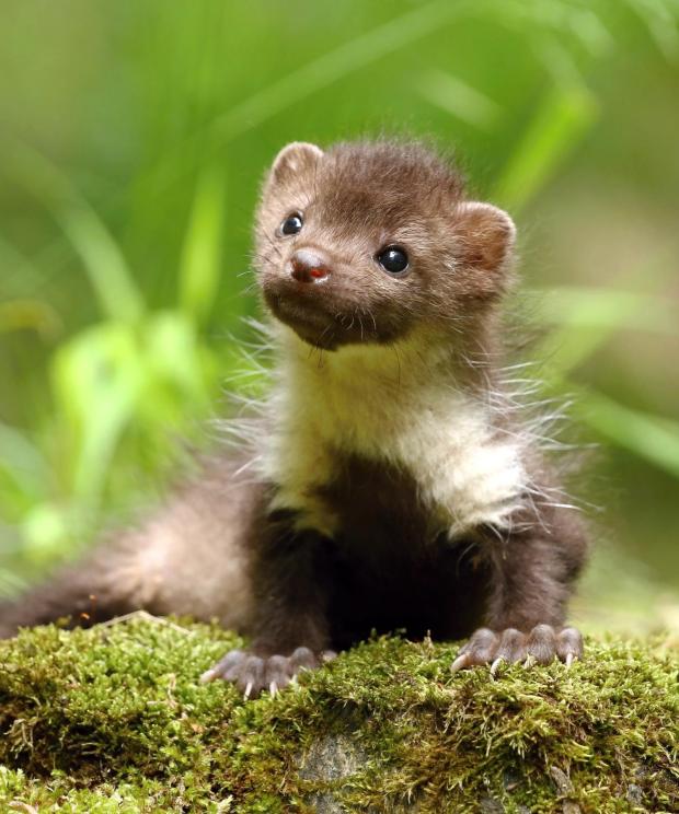 Steenmarter - Shutterstock