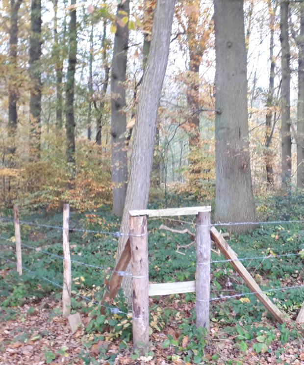 natuurherstel bos t' ename - Matthias Strubbe