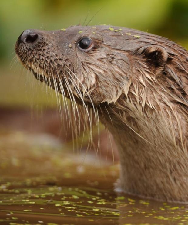Otter - François Van Bauwel