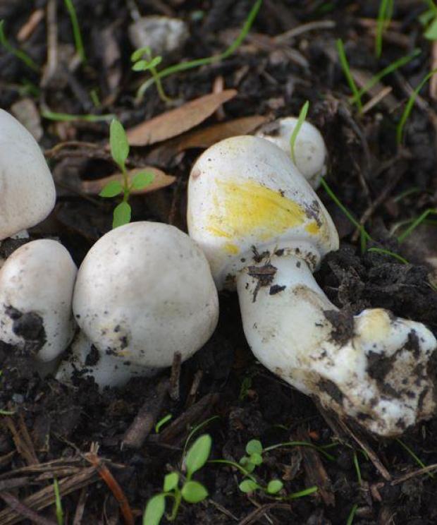 Karbolchampignon - Rudy Claeys