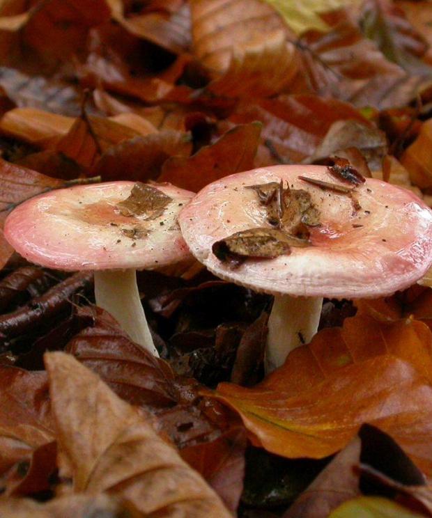 Russula silvestris - Roosmarijn Steeman