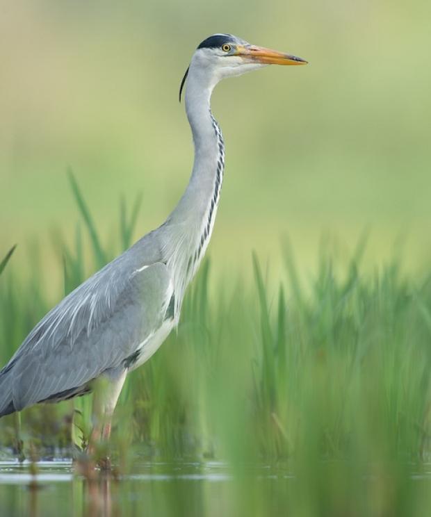 Blauwe reiger
