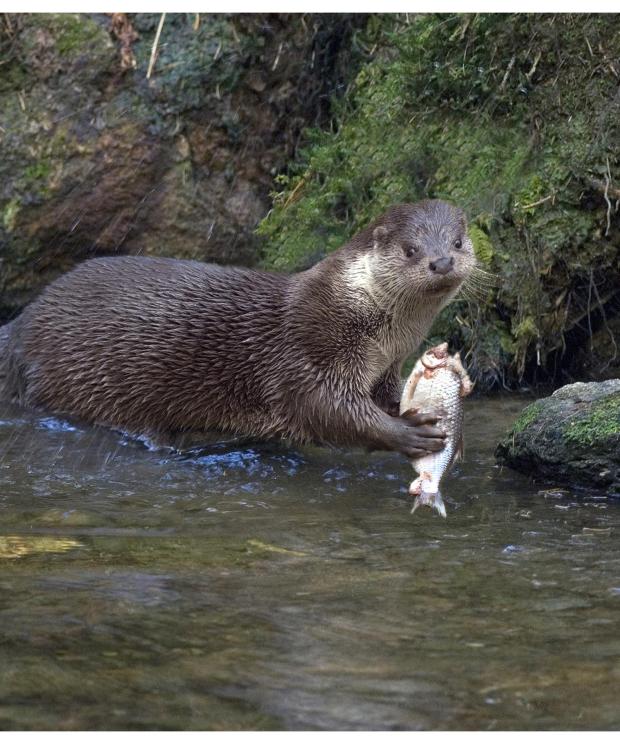 Otter eet vis - François Van Bauwel