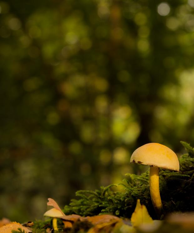 Paddenstoel in het bos - Krist Hooghe