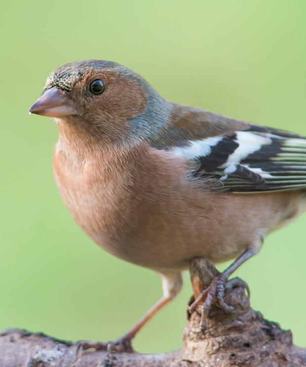 Vink - Wouter Cardoen