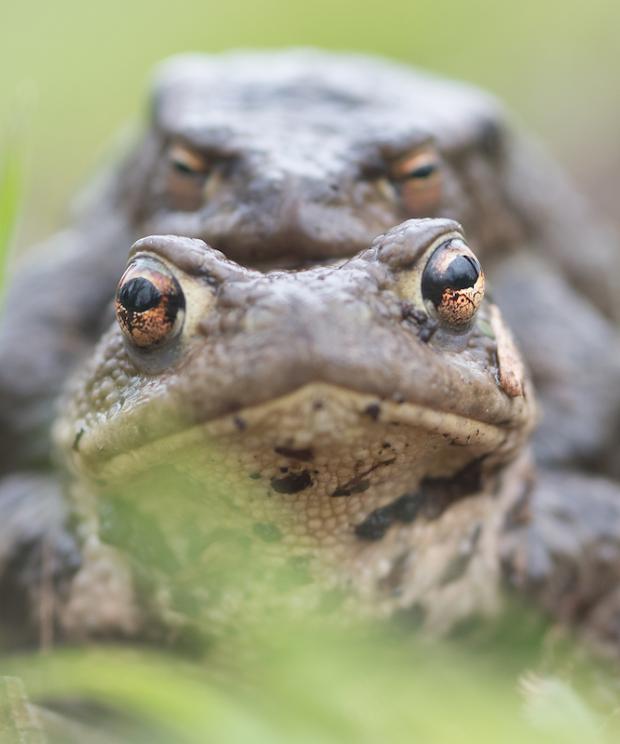 Padden - amplexus - Wim Dirckx