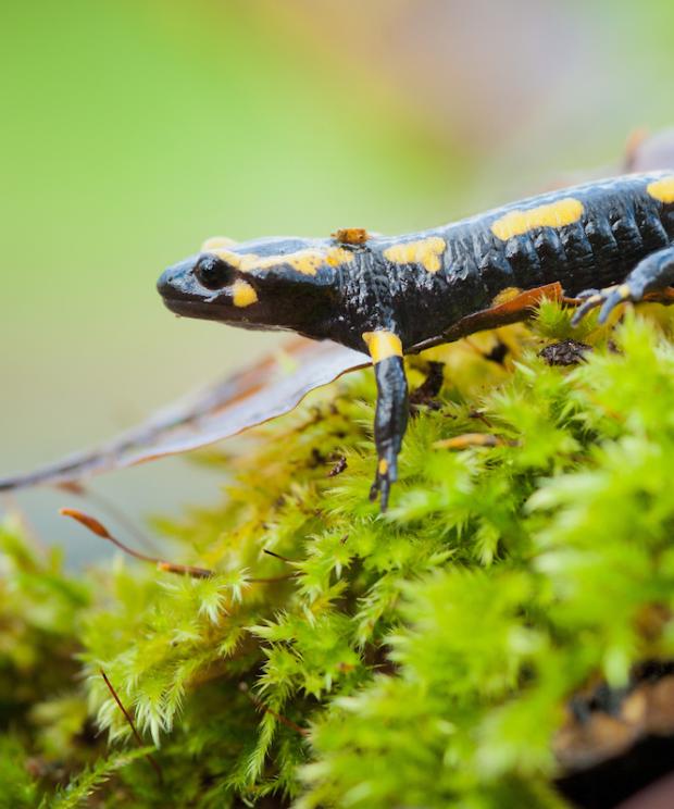 Vuursalamander 
