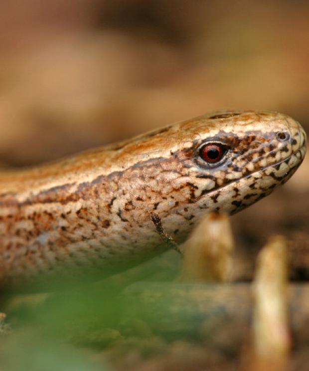 Hazelworm