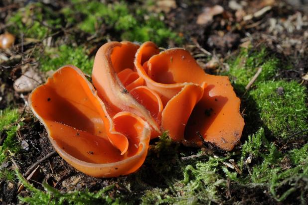 Grote oranje bekerzwam, Saxifraga-Luuk Vermeer