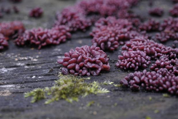 Paarse knoopzwam, Saxifraga-Luuk Vermeer