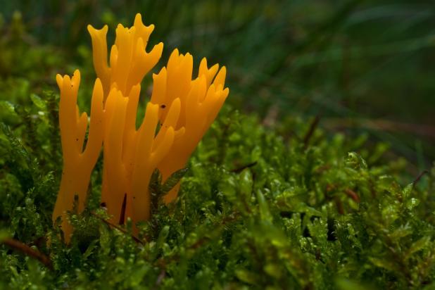 Kleverig koraalzwammetje, Saxifraga-Rik Kruit